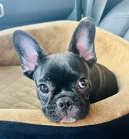 Tum , a male French Bulldog for sale in Bakersfield, CA – Photo 3 of 6