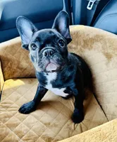 Tum , a male French Bulldog for sale in Bakersfield, CA – Photo 5 of 6