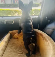 Tum , a male French Bulldog for sale in Bakersfield, CA – Photo 4 of 6