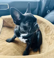 Tum , a male French Bulldog for sale in Bakersfield, CA – Photo 6 of 6