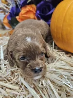 Smudge, a female Cavapoo for sale in Appomattox, VA – 4 of 5