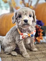 Peter, a male Cavapoo for sale in Appomattox, VA – 3 of 6