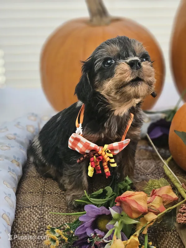 Pixel – Cavapoo puppy for sale in Appomattox, VA