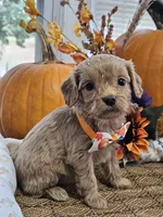 Peter, a male Cavapoo for sale in Appomattox, VA – 2 of 6