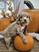 Peter, a male Cavapoo for sale in Appomattox, VA – 5 of 6