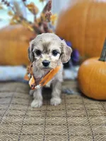 Piper, a female Cavapoo for sale in Appomattox, VA – 4 of 6