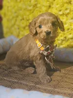 Ruby, a female Cavapoo for sale in Appomattox, VA – 1 of 7