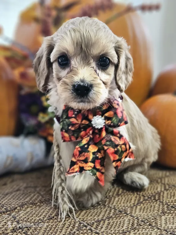Poppy – Cavapoo puppy for sale in Appomattox, VA