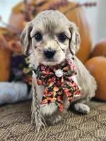 Poppy, a female Cavapoo for sale in Appomattox, VA – 1 of 6