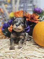 Pixel, a male Cavapoo for sale in Appomattox, VA – 4 of 6