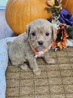 Peter, a male Cavapoo for sale in Appomattox, VA – 6 of 6