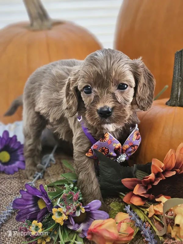 Smudge – Cavapoo puppy for sale in Appomattox, VA