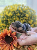 Pixel, a male Cavapoo for sale in Appomattox, VA – 2 of 6