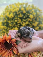 Pixel, a male Cavapoo for sale in Appomattox, VA – 3 of 6