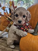 Poppy, a female Cavapoo for sale in Appomattox, VA – 3 of 6