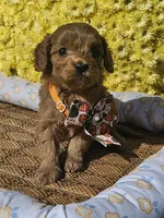 Ruby, a female Cavapoo for sale in Appomattox, VA – 2 of 7
