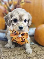 Piper, a female Cavapoo for sale in Appomattox, VA – 3 of 6