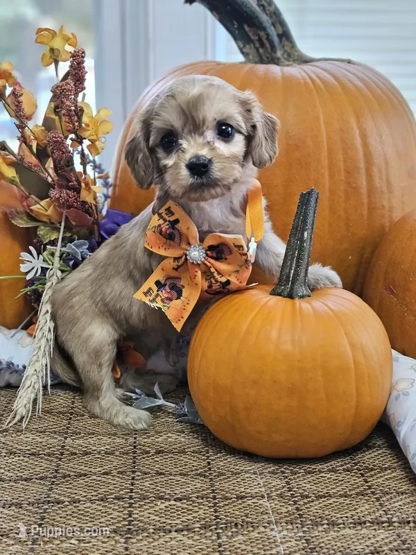 Piper – Cavapoo puppy for sale in Appomattox, VA
