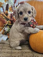Poppy, a female Cavapoo for sale in Appomattox, VA – 5 of 6