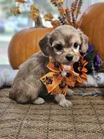 Piper, a female Cavapoo for sale in Appomattox, VA – 5 of 6