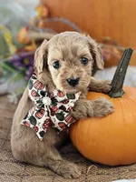 Ruby, a female Cavapoo for sale in Appomattox, VA – 5 of 7