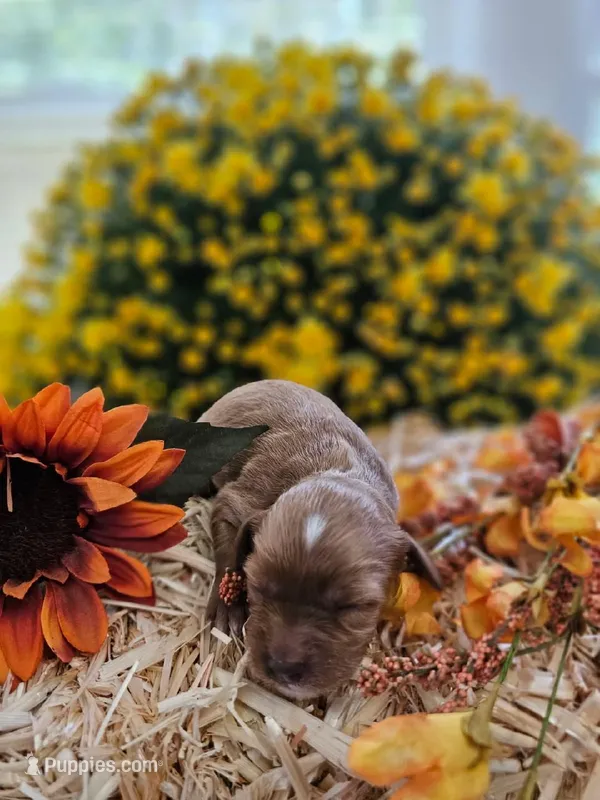 Smudge – Cavapoo puppy for sale in Appomattox, VA