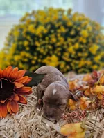 Smudge, a female Cavapoo for sale in Appomattox, VA – 1 of 5