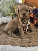 Ruby, a female Cavapoo for sale in Appomattox, VA – 6 of 7