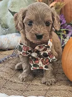 Ruby, a female Cavapoo for sale in Appomattox, VA – 3 of 7