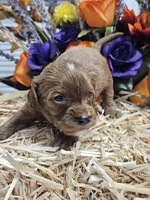 Smudge, a female Cavapoo for sale in Appomattox, VA – 3 of 5