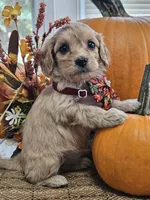 Poppy, a female Cavapoo for sale in Appomattox, VA – 4 of 6