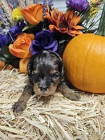 Pixel, a male Cavapoo for sale in Appomattox, VA – 6 of 6