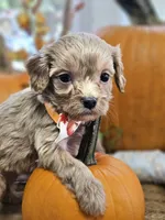 Peter, a male Cavapoo for sale in Appomattox, VA – 4 of 6