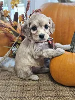 Poppy, a female Cavapoo for sale in Appomattox, VA – 2 of 6