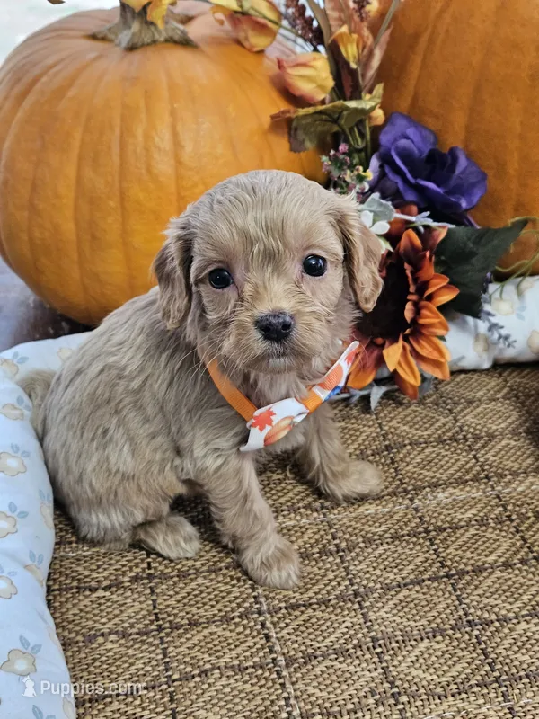 Peter – Cavapoo puppy for sale in Appomattox, VA