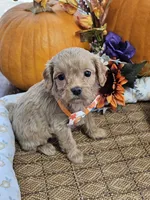 Peter, a male Cavapoo for sale in Appomattox, VA – 1 of 6