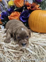 Smudge, a female Cavapoo for sale in Appomattox, VA – 5 of 5
