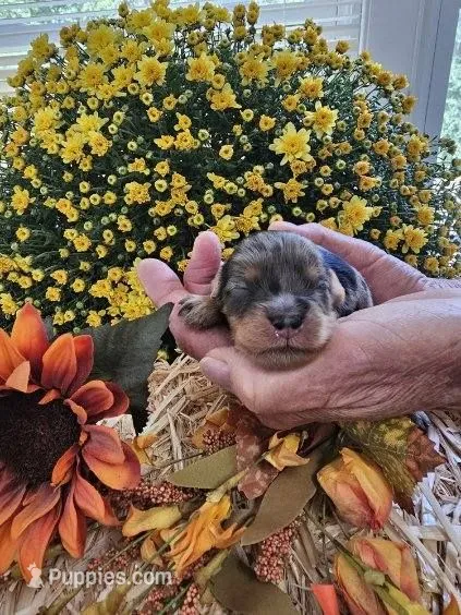 Pixel – Cavapoo puppy for sale in Appomattox, VA