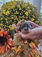Pixel, a male Cavapoo for sale in Appomattox, VA – 1 of 6