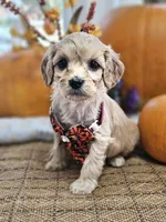 Poppy, a female Cavapoo for sale in Appomattox, VA – 6 of 6