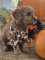 Ruby, a female Cavapoo for sale in Appomattox, VA – 4 of 7