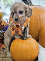 Piper, a female Cavapoo for sale in Appomattox, VA – 2 of 6