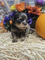Pixel, a male Cavapoo for sale in Appomattox, VA – 5 of 6