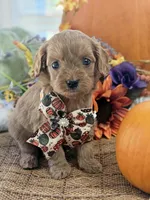 Ruby, a female Cavapoo for sale in Appomattox, VA – 7 of 7