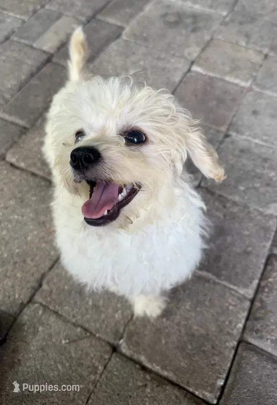 Lucky – Maltese puppy for sale in Conroe, TX