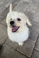 Lucky, a male Maltese for sale in Conroe, TX – 1 of 3