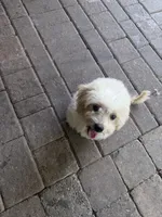 Lucky, a male Maltese for sale in Conroe, TX – 2 of 3