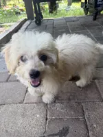 Lucky, a male Maltese for sale in Conroe, TX – 3 of 3