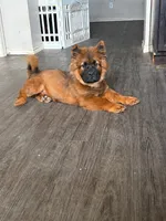 Brother Bear, a male Chow Chow for sale in Waxahachie, TX – 1 of 2
