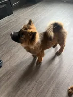 Brother Bear, a male Chow Chow for sale in Waxahachie, TX – 2 of 2